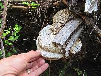 Fomitopsis officinalis image