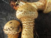 Pholiota squarrosa image