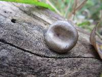 Pseudoclitocybe cyathiformis image