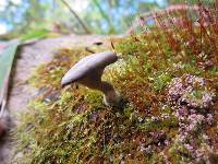 Pseudoclitocybe cyathiformis image