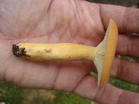 Lactarius volemus image