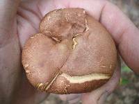 Phylloporus rhodoxanthus image