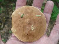 Tylopilus felleus image