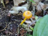 Hygrocybe vitellina image