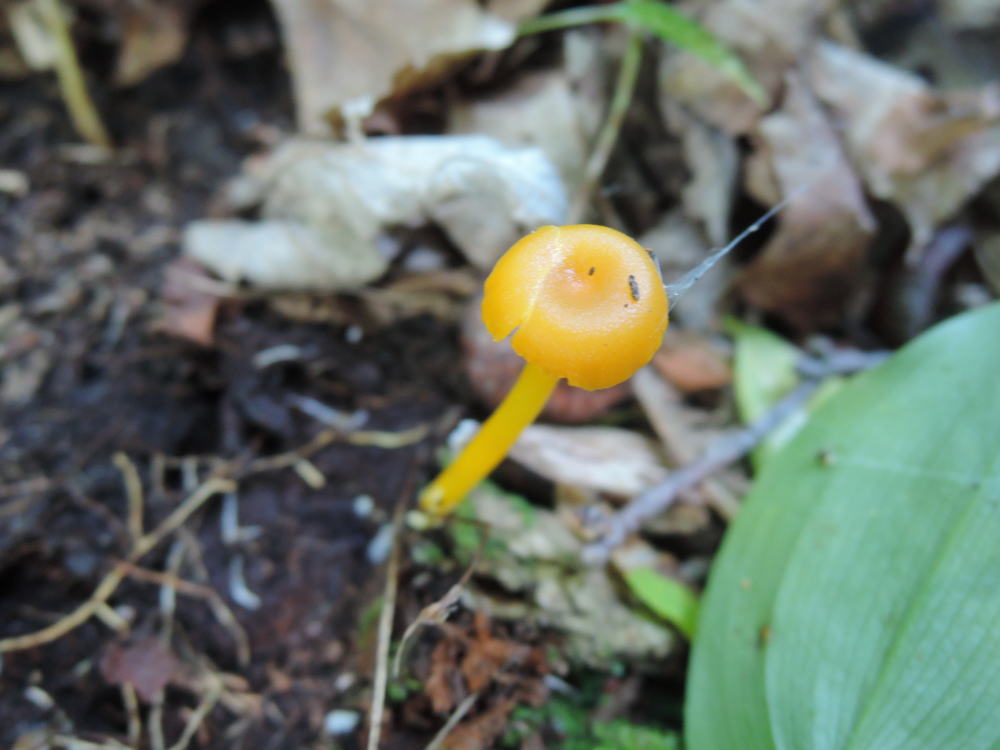 Hygrocybe vitellina image