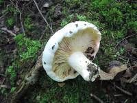 Lactarius subvellereus image