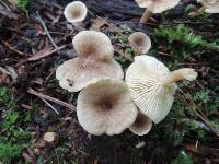 Lactarius griseus image