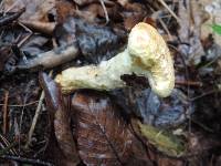 Suillus decipiens image