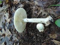Amanita brunnescens image