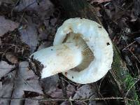 Lactarius deceptivus image