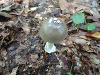 Amanita sect. Vaginatae image