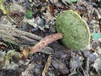 Boletus russellii image