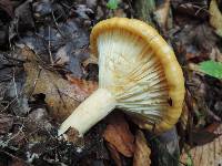 Lactarius croceus image