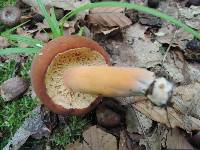 Lactarius volemus image