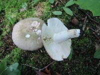 Russula variata image