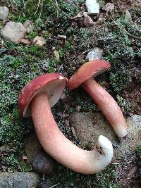 Xanthoconium purpureum image