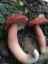 Xanthoconium purpureum image