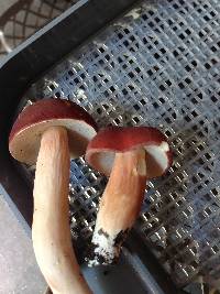 Xanthoconium purpureum image
