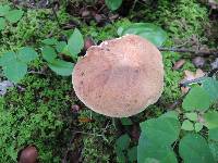 Boletus vermiculosus image