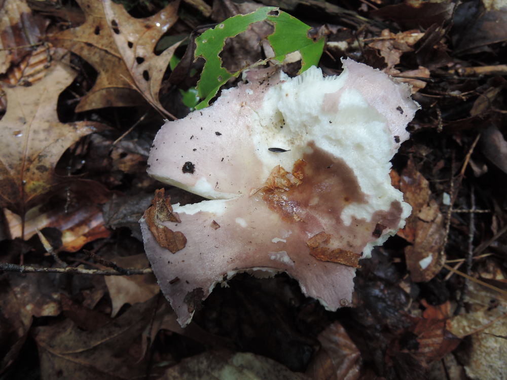 Russula langei image