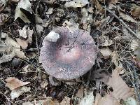 Russula cyanoxantha image