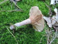 Lactarius helvus image