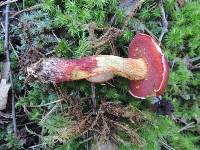 Butyriboletus frostii image