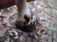 Amanita brunnescens image
