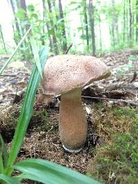 Tylopilus badiceps image