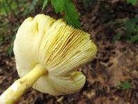 Amanita banningiana image