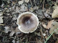 Lactarius mucidus image