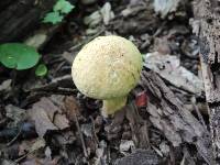 Boletus vermiculosoides image