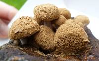 Asterophora lycoperdoides image