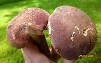 Tylopilus rubrobrunneus image