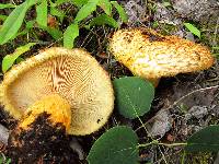 Lactarius repraesentaneus image