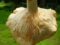 Lactarius psammicola image