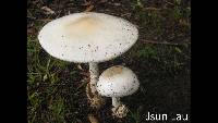 Amanita egregia image