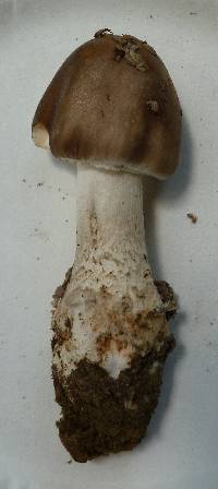 Amanita submaculata image