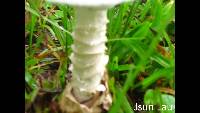 Amanita egregia image