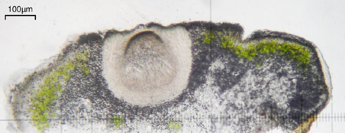 Cercidospora lobothalliae image