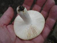 Russula ochroleucoides image