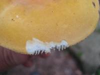 Russula ochroleucoides image