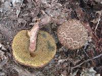 Boletus chrysenteron image