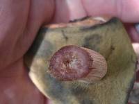 Boletus pallidus image