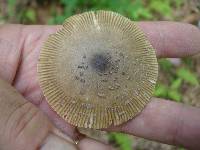 Amanita xanthomitra image