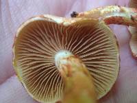 Cortinarius bolaris image