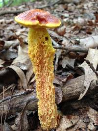 Heimioporus betula image