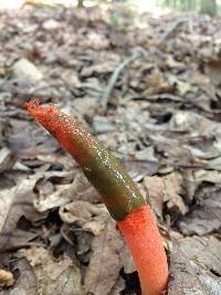 Mutinus elegans image