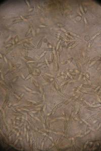 Hypomyces hyalinus image