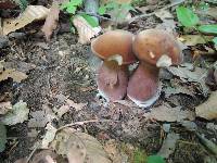 Tylopilus badiceps image